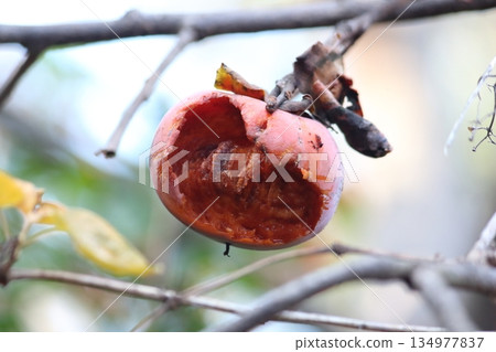 The vibrant colors of a fully ripe persimmon eaten by a bird 134977837