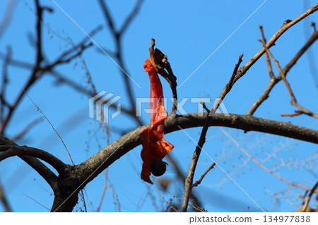 深秋時節，柿子留在樹枝上，被鳥啄食殆盡。 134977838