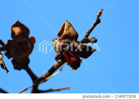 柿子被分享秋季豐收的鳥兒們吃掉 134977839