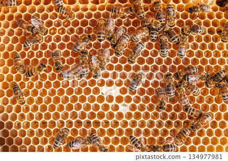 Honey Bees working on honeycomb close-up shot. 134977981