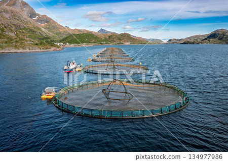 Farm salmon fishing in Norway. Norway is the biggest producer of farmed salmon in the world. Farm salmon fishing in Norway. Norway is the biggest producer of farmed salmon in the world. 134977986