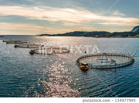 Farm salmon fishing in Norway. Norway is the biggest producer of farmed salmon in the world. Farm salmon fishing in Norway. Norway is the biggest producer of farmed salmon in the world. 134977995
