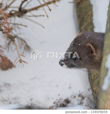 European mink or mustela lutreola 134978034