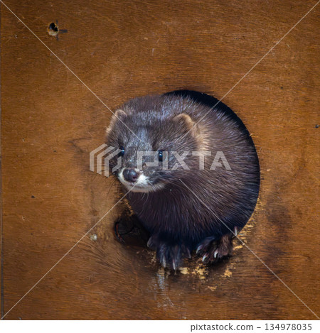 European mink or mustela lutreola 134978035