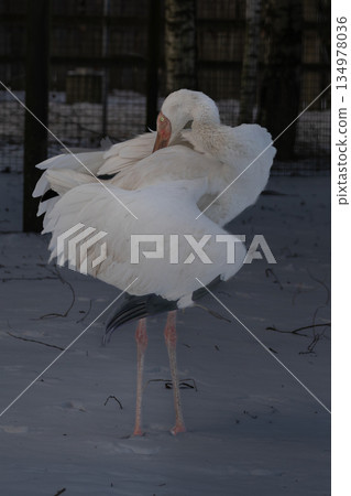 Siberian crane also known as the snow crane. Siberian crane also known as the snow crane. 134978036