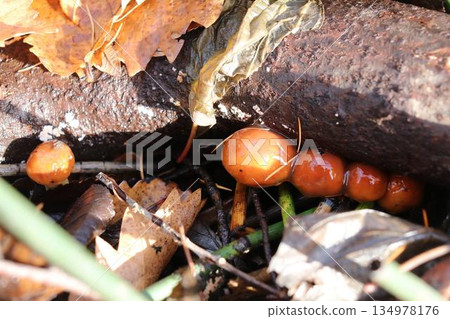 The emergence of log-grown mushrooms 134978176