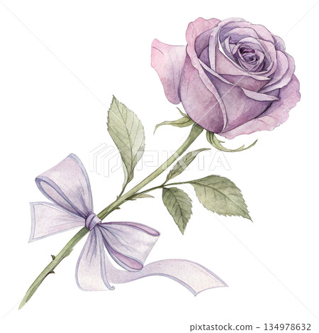 Rose ribbon Watercolor style  white background  134978632