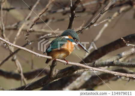 太平 太平 134979011