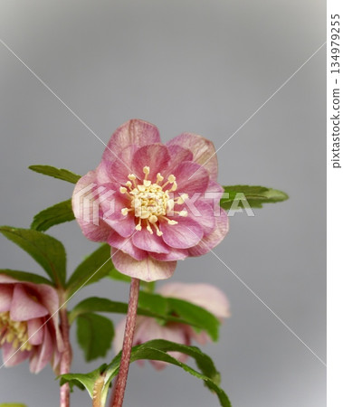 Christmas rose 134979255