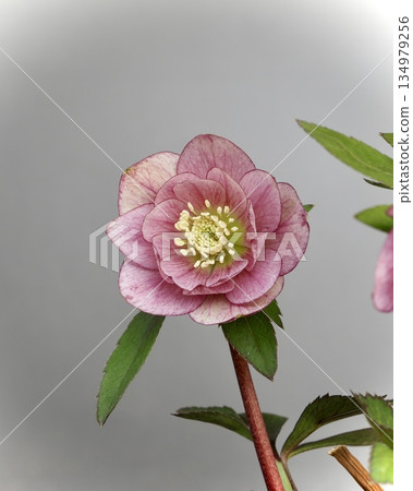 Christmas rose Christmas rose 134979256