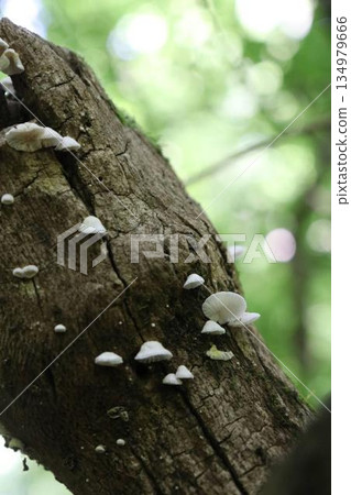 Cute mushrooms in the forest Cute mushrooms in the forest 134979666