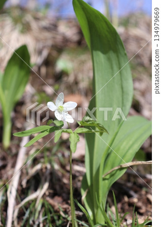 Spring flowers, irisou and wild garlic 134979669