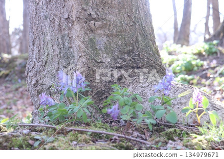 延胡索 延胡索 134979671