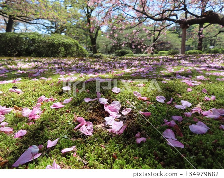 溫暖的春日陽光，粉紅色的櫻花花瓣飄落在草地上。 134979682