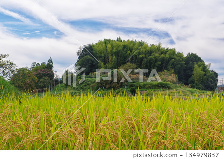 [Minamitahara, Ikoma City, Nara Prefecture] Rice ears nearing harvest and a rural landscape 134979837
