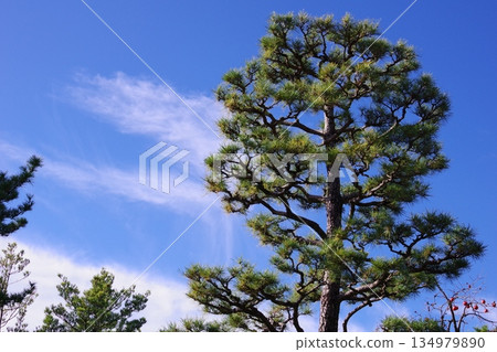 松樹在藍天中閃耀 松樹在藍天中閃耀 134979890