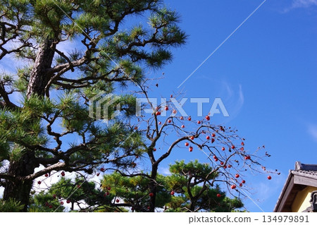 松樹在藍天中閃耀 松樹在藍天中閃耀 134979891
