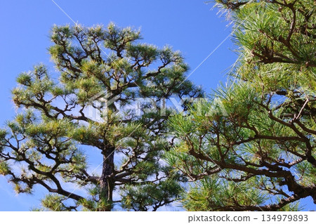 Looking up at the pine trees from below 134979893