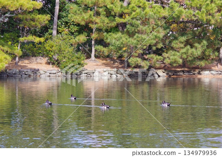 Pond and duck 134979936