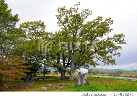 Three oak trees that have become two 134980275
