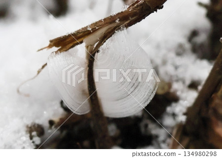 Glitter Glitter 134980298