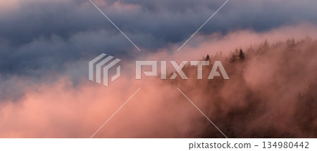 Misty Forest at Dawn with Soft Pastel Fog and Dark Pine Silhouettes, Panoramic Landscape in High Resolution, Atmospheric Nature Scene Ideal for Large Format Wall Art Prints 134980442