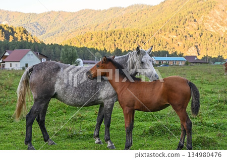Horses scratch each other's backs while grazing freely in a meadow Horses scratch each other's backs while grazing freely in a meadow 134980476