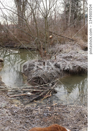 Natural Beaver Dam in Frosted Winter Landscape Natural Beaver Dam in Frosted Winter Landscape 134980504