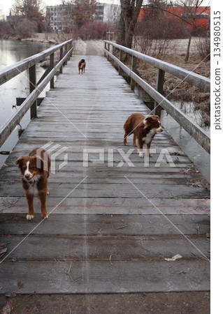 Australian Shepherd Dogs on Frosty Wooden Bridge Australian Shepherd Dogs on Frosty Wooden Bridge 134980515
