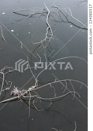 Frozen Tree Branches on Dark Ice Surface Frozen Tree Branches on Dark Ice Surface 134980517