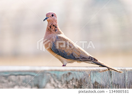 Brown laughing dove bird with pinkish plumage standing on a concrete wall 134980581