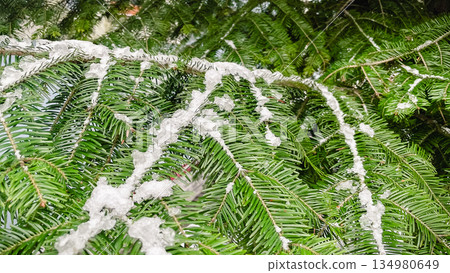 Green fir tree branches with sharp needles covered in light white frost in a winter forest macro 134980649