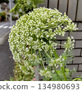 Ginseng flowers 134980693