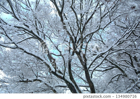 Tree with snow 134980716