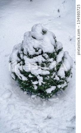 Small green spruce tree heavily covered with thick white snow in a winter garden during a snowfall 134980725