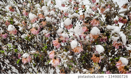 Withered pink flowers covered with fresh white snow in a cold winter garden during a snowfall 134980726