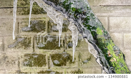 Detailed macro of clear icicles hanging from a mossy branch with a brick wall background in winter Detailed macro of clear icicles hanging from a mossy branch with a brick wall background in winter 134980881