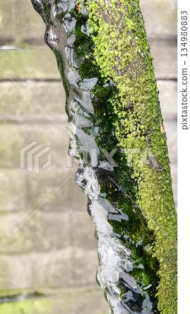 Detailed macro of clear icicles hanging from a mossy branch with a brick wall background in winter Detailed macro of clear icicles hanging from a mossy branch with a brick wall background in winter 134980883