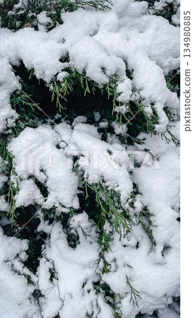 Green coniferous branches of a juniper tree heavily covered with fresh white snow in winter nature Green coniferous branches of a juniper tree heavily covered with fresh white snow in winter nature 134980885