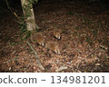 A badger I met at night 134981201