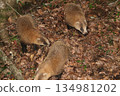 Badger family 134981202
