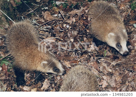 夜裡我在森林裡遇到一隻獾 134981203