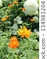 Orange Cosmos and Annabelle 134981204