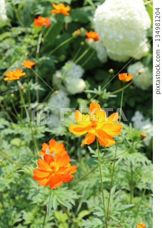 Orange Cosmos and Annabelle Orange Cosmos and Annabelle 134981204