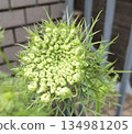 Before the carrot flowers bloom 134981205