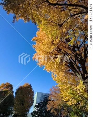 I photographed a row of ginkgo trees with yellow leaves against a blue sky. I photographed a row of ginkgo trees with yellow leaves against a blue sky. 134981385