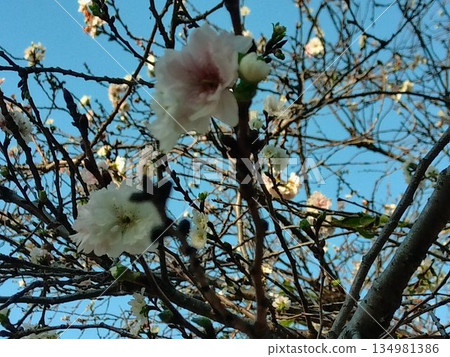 Cherry blossoms that have begun to bloom Cherry blossoms that have begun to bloom 134981386