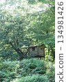 Tree house in the forest 134981426