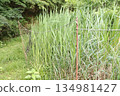 Makomodake growing near the pond 134981427