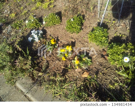 North pole and yellow viola flowers at Kojima Flower Society flower garden 134981434